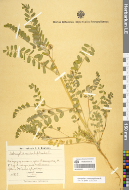 LE 01052609