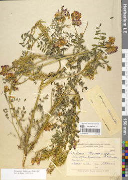 LE 01052613