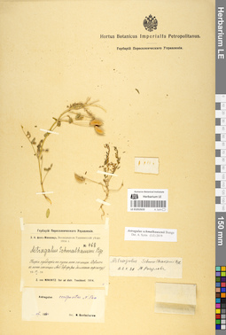 LE 01052633