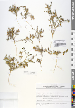 LE 01052635