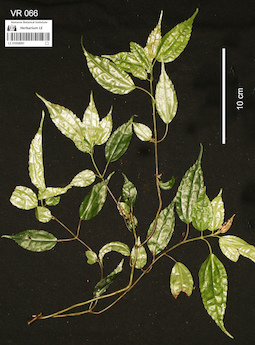 LE 01058097