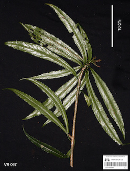 LE 01058098