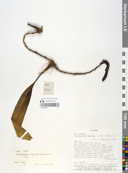 LE 01055707
