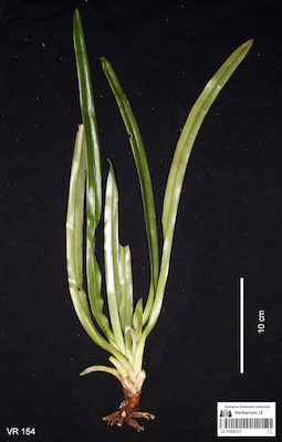 LE 01058121