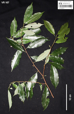 LE 01058127