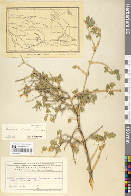 LE 01056003