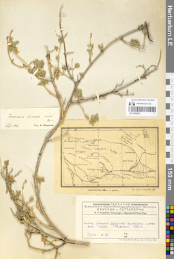 LE 01056005