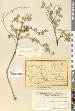 LE 01056006
