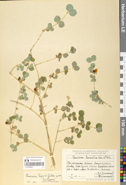 LE 01056034