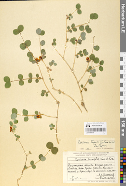 LE 01056035