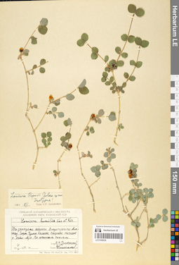 LE 01056036