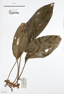 LE 01058147