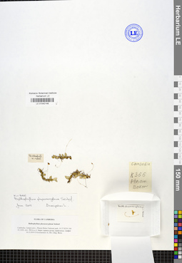 LE 01042146