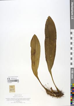 LE 01055777
