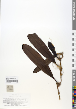 LE 01055780