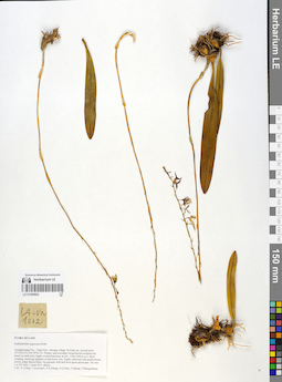 LE 01055802