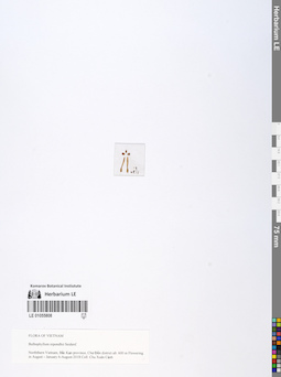 LE 01055808