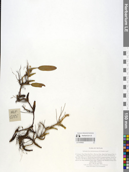 LE 01055822