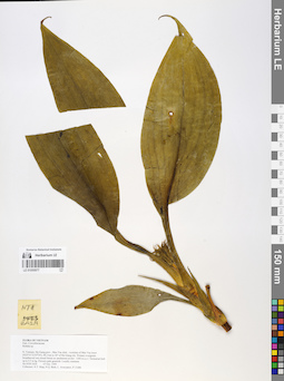 LE 01055977