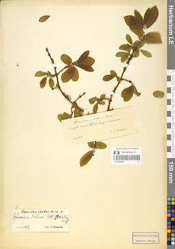 LE 01056393
