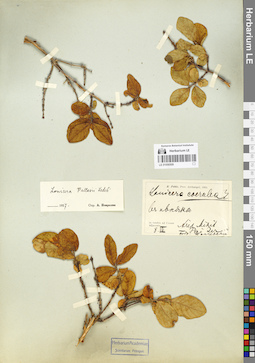 LE 01056509