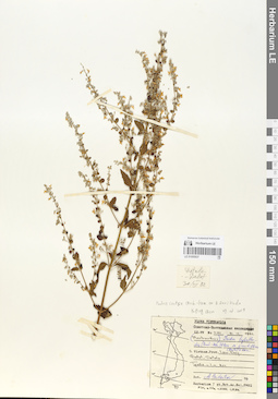 LE 01055937