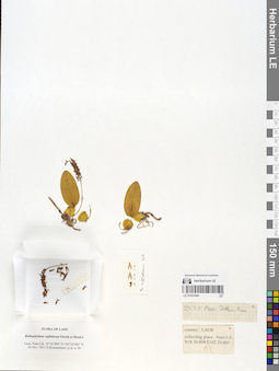 LE 01057808