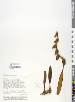 LE 01057981