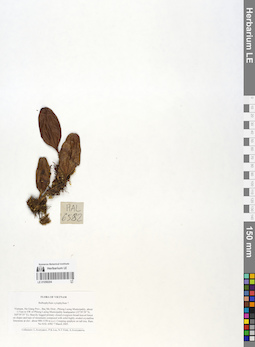 LE 01058204