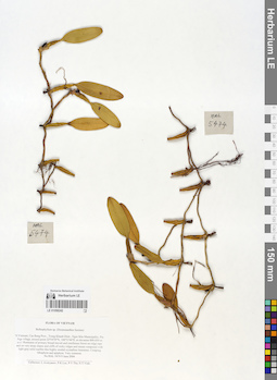 LE 01058242