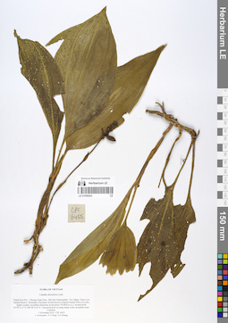 LE 01058263