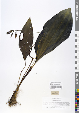 LE 01058294