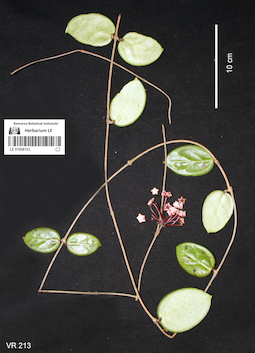 LE 01058153