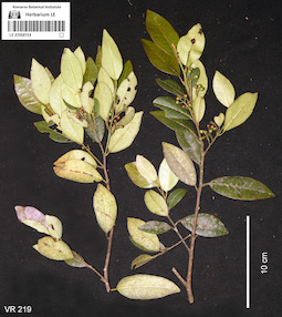 LE 01058154