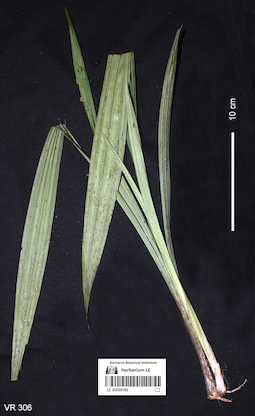 LE 01058166