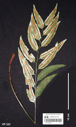 LE 01058181