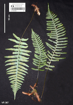 LE 01061485