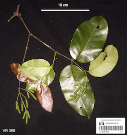 LE 01061486
