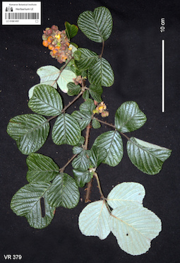 LE 01061497