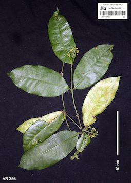 LE 01061503
