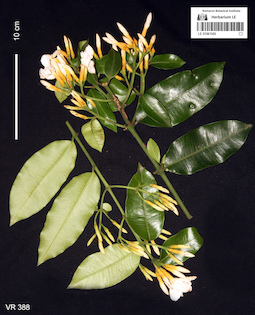 LE 01061505