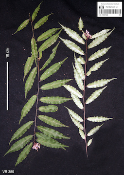 LE 01061506