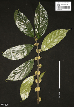 LE 01061509