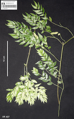 LE 01061441