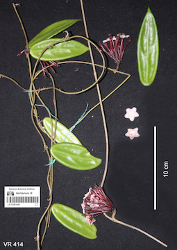 LE 01061448