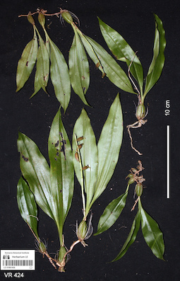 LE 01061456