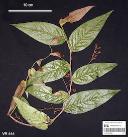 LE 01061468