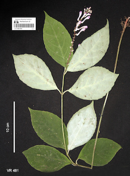 LE 01061404