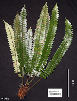 LE 01061407