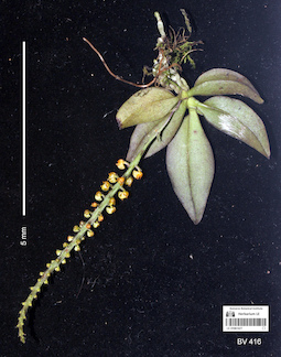LE 01061427